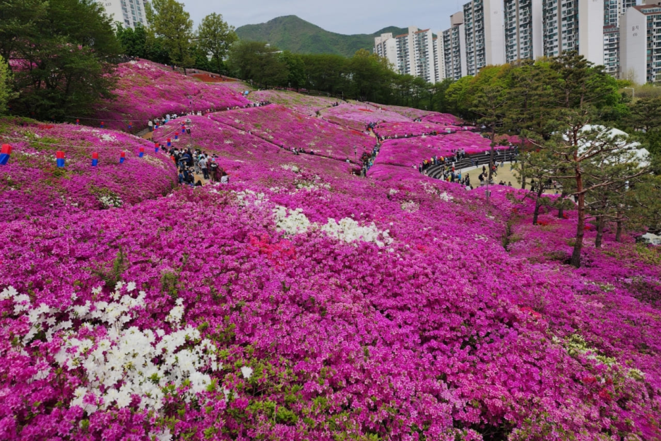 비슬산 이미지