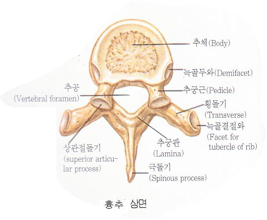 척추(경추, 흉추, 요추)의 전형적인 형태 및 부위별 특징 - Regional characteristic of Vertebrae ...