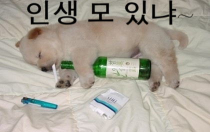투모아 이미지