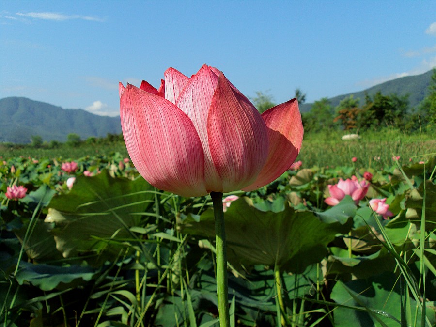 연꽃마을 건넌들 이미지