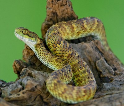 Western Bush Viper (Atheris chlorechis) {!--아프리카숲살모사-->