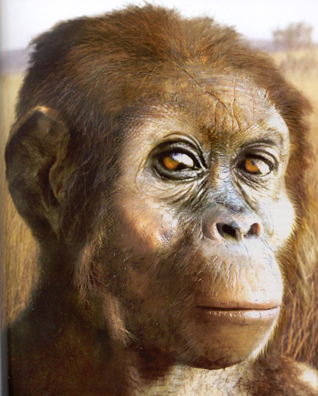 Australopithecus afarensis(오스트랄로피테쿠스 아파렌시스) : 네이버 블로그