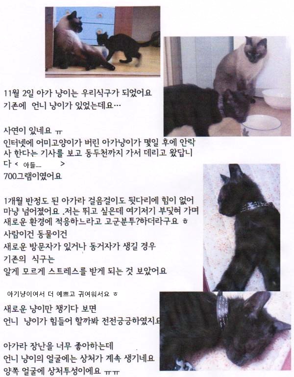 예빛파출넷 이미지