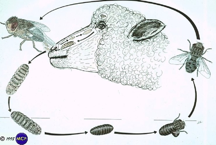 구더기파리: 양코파리 Oestrus ovis 양의 코 기생충. : 네이버 블로그