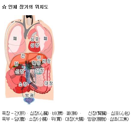 인체 장기의 위치도 : 네이버 블로그