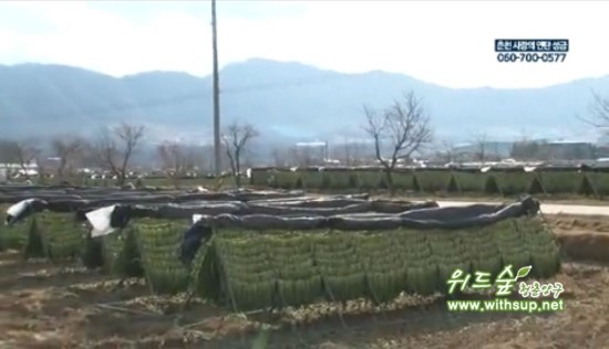 해안시래기 이미지