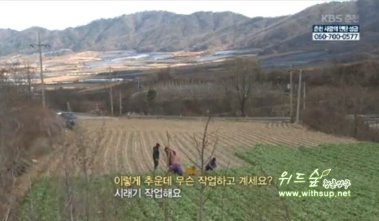 해안시래기 이미지