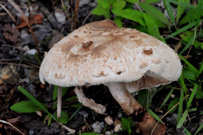 자연산 식용버섯의 종류 사진으로 알아보기! : 네이버 블로그