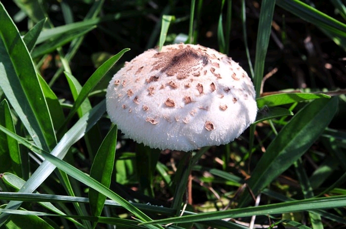자연산 식용버섯의 종류 사진으로 알아보기! : 네이버 블로그