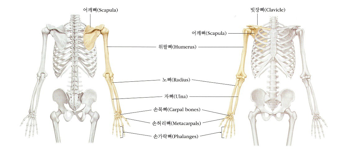 인체 뼈구조, 뼈명칭, 뼈개수, 뼈기능 : 네이버 블로그