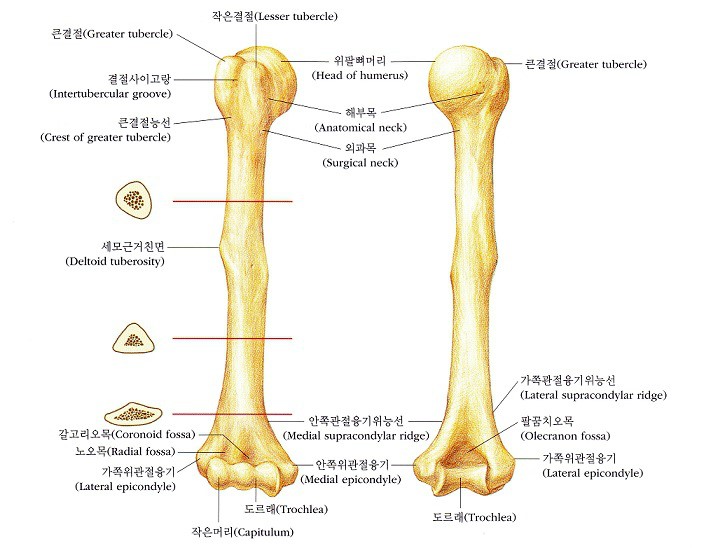 인체 뼈구조, 뼈명칭, 뼈개수, 뼈기능 : 네이버 블로그