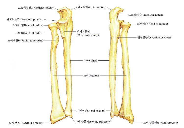 인체 뼈구조, 뼈명칭, 뼈개수, 뼈기능 : 네이버 블로그