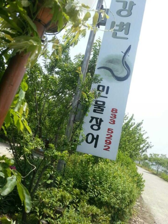 임진강민물장어 이미지