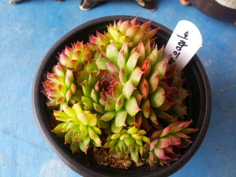 솔다육 이미지