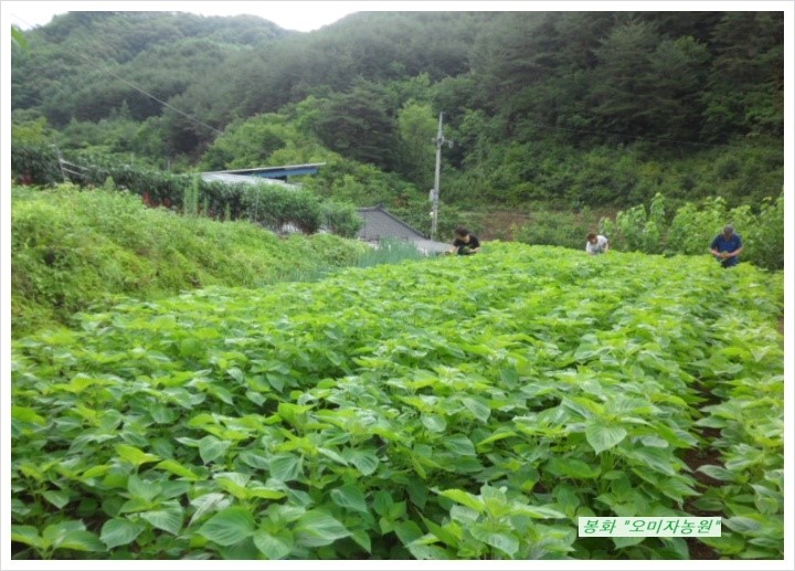 산골산내음 이미지
