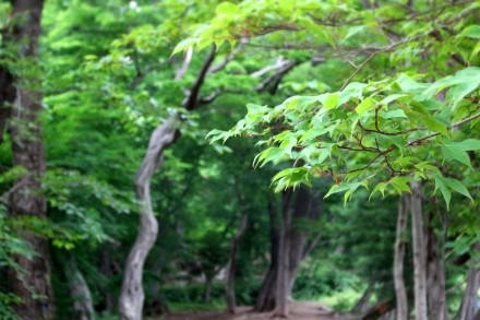 숙정씨 이미지