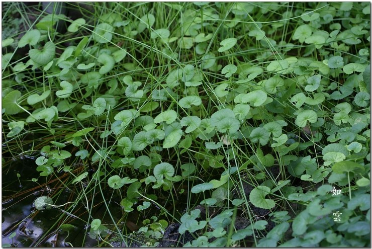 병풀/호랑이풀(Tiger Herb) : 네이버 블로그