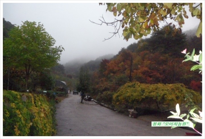 산골산내음 이미지