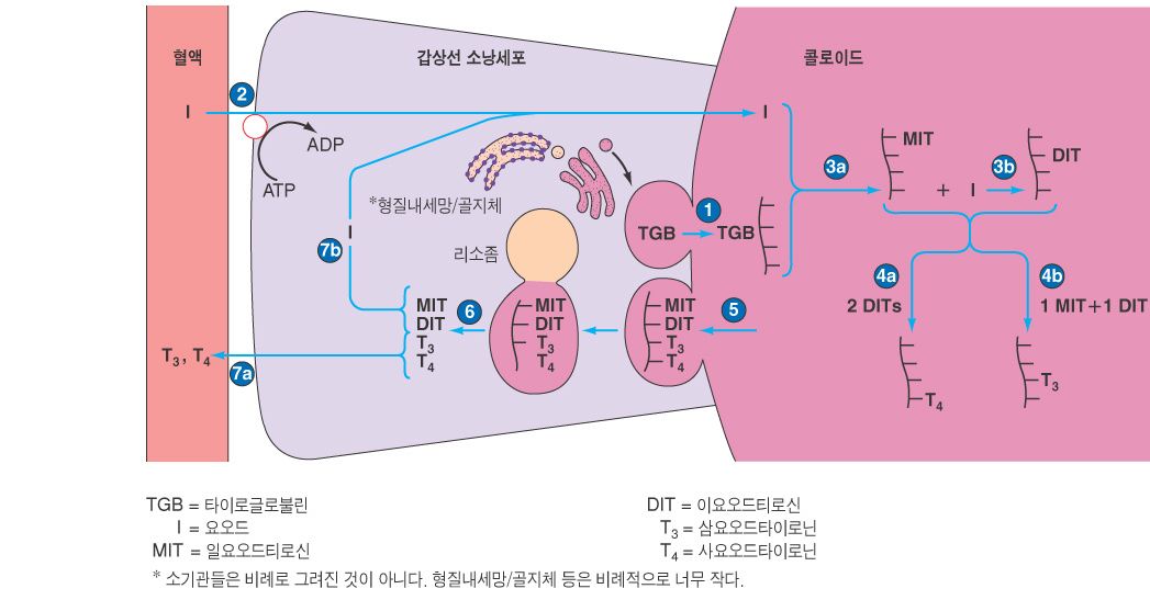 로글로 이미지