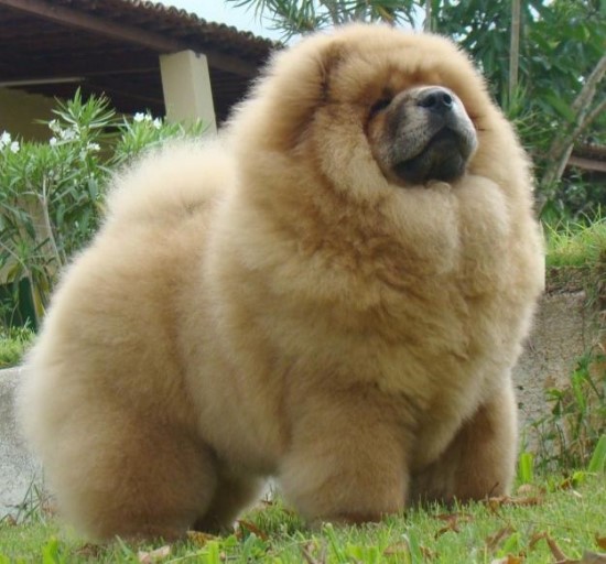 차우차우(Chow Chow) : 네이버 블로그 차우차우(Chow Chow) : 네이버 블로그