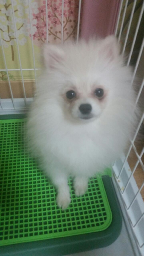아이리스_베키 이미지
