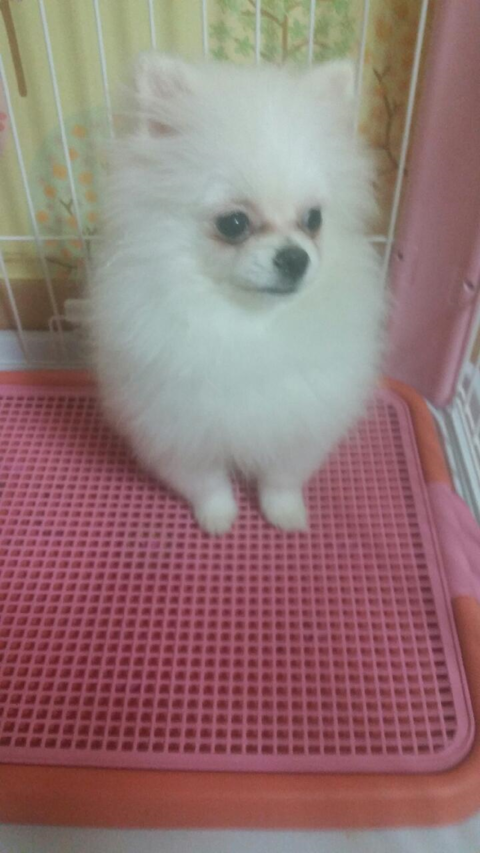 아이리스_베키 이미지
