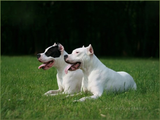 도고(DOGO) 이미지