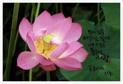 꽃송아리 이미지