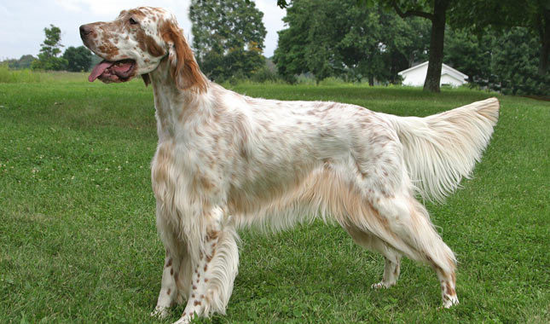 잉글리시 세터(English Setter) : 네이버 블로그