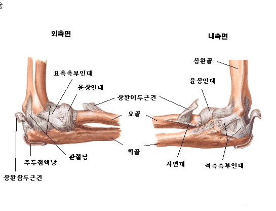 [나래병원] 요즘 늘어나는 팔꿈치 관절의 인대 손상, 연골 손상, 질환, Ligament & Cartilage Injury Of ...