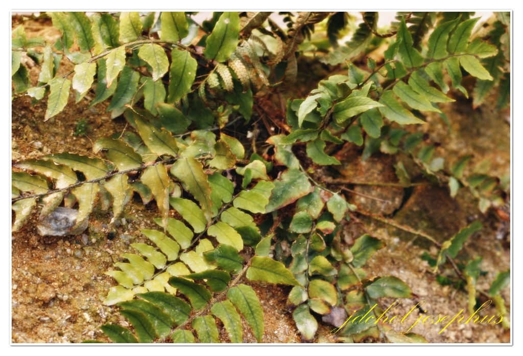 미역고사리(Polypodium vulgare L.) : 네이버 블로그