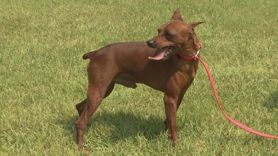 미니어쳐 핀셔(Miniature Pinscher) : 네이버 블로그