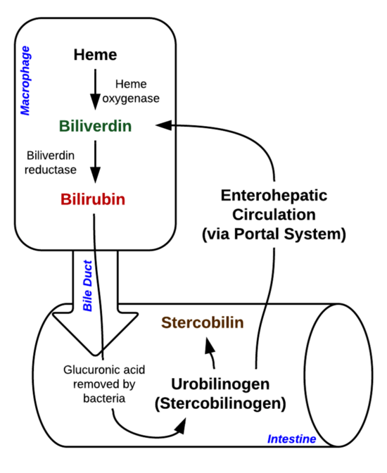 bilirubin