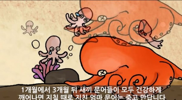 문어사랑 이미지