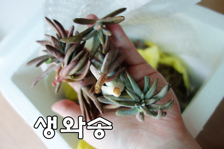 서우식품 이미지