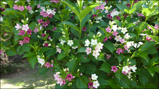 2015 삼색병꽃나무