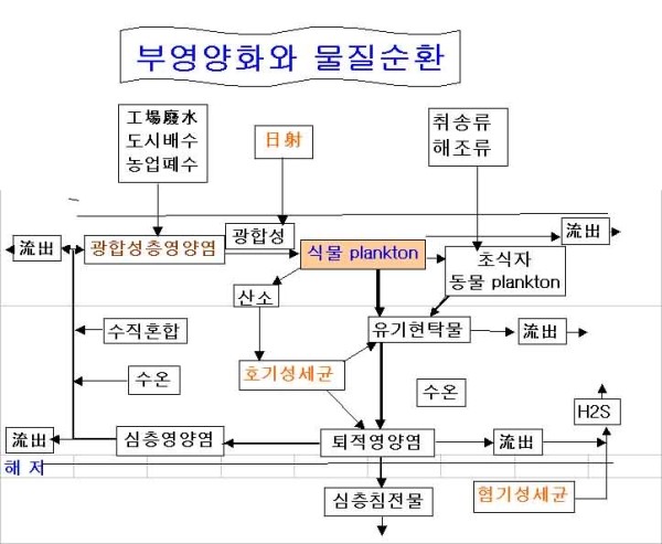 부영양화 과정