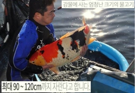 코이 이미지
