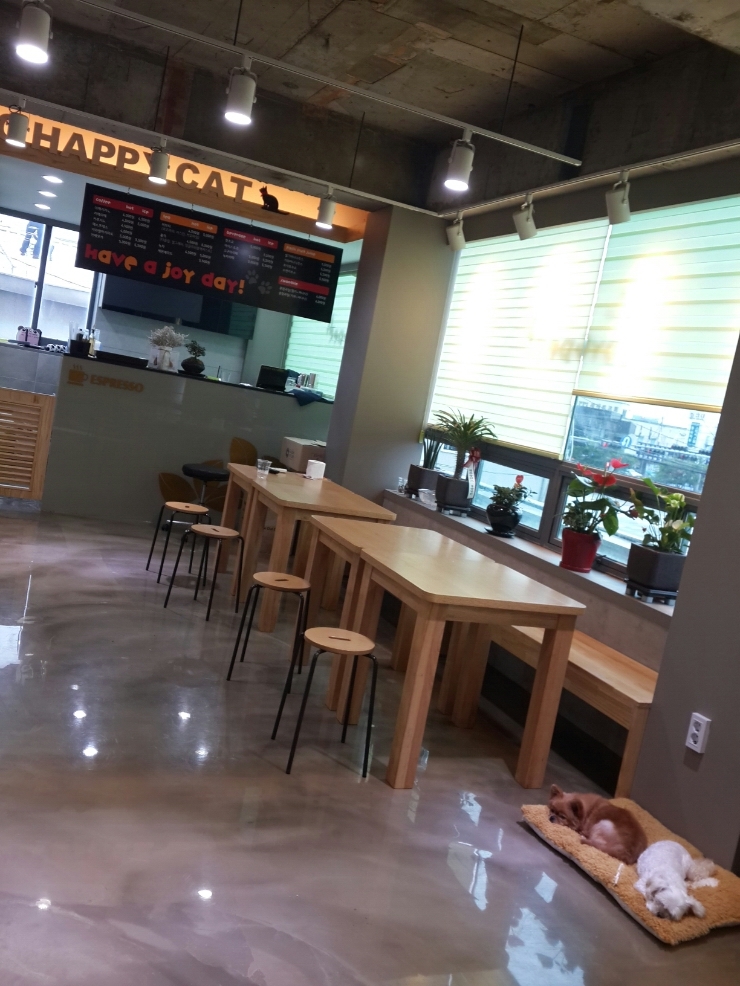 달콩이 이미지