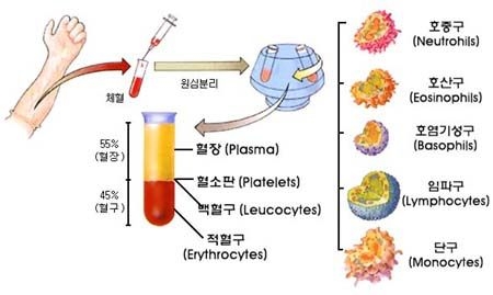 백혈구 및 혈액의 성분 : 네이버 블로그
