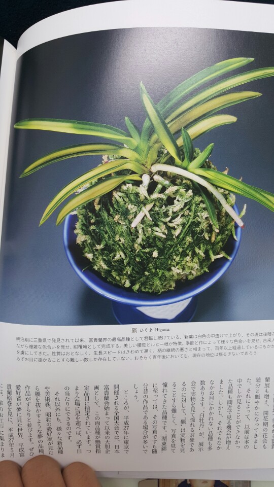 본비 이미지
