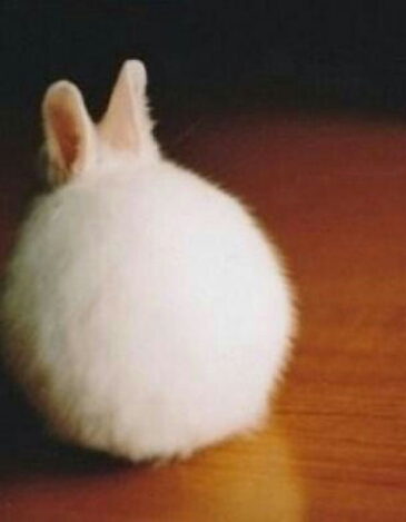 도꼬돈카츠 이미지