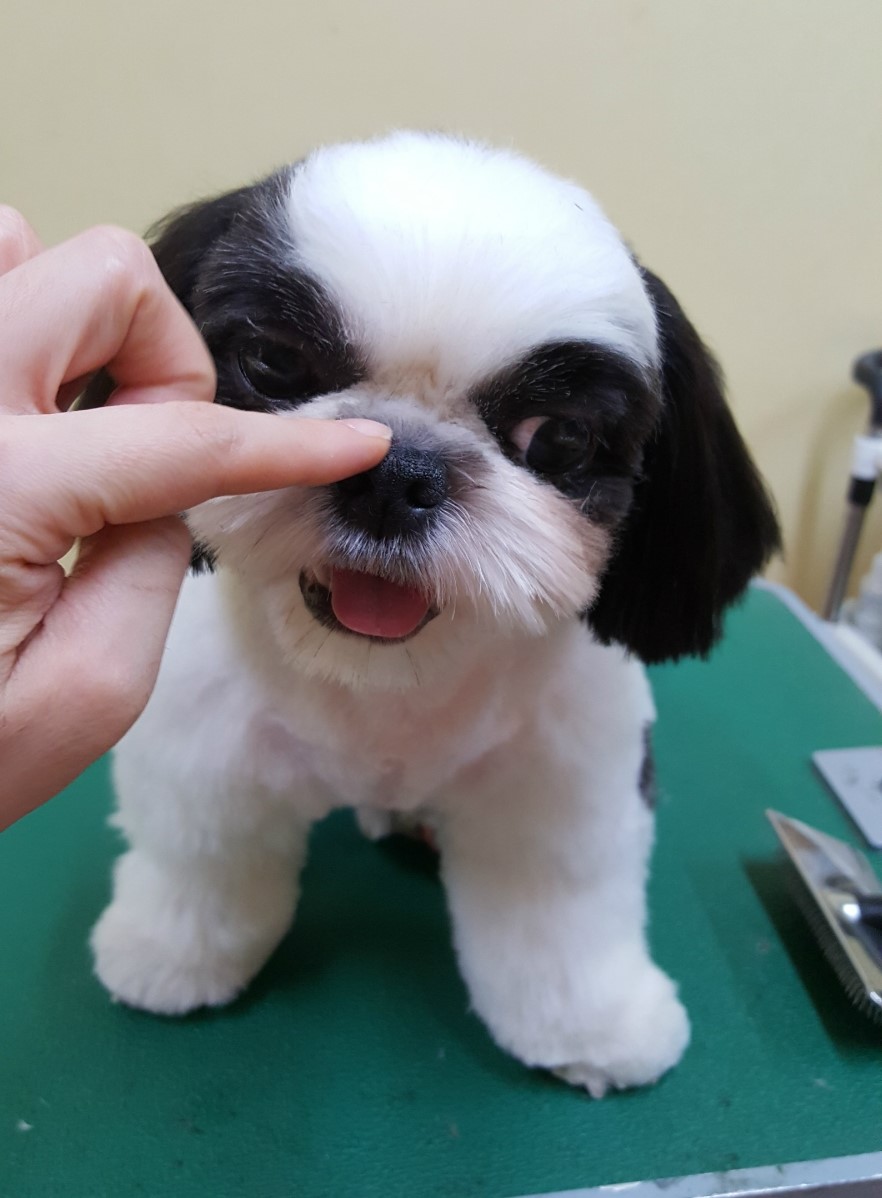 코코코다리 이미지