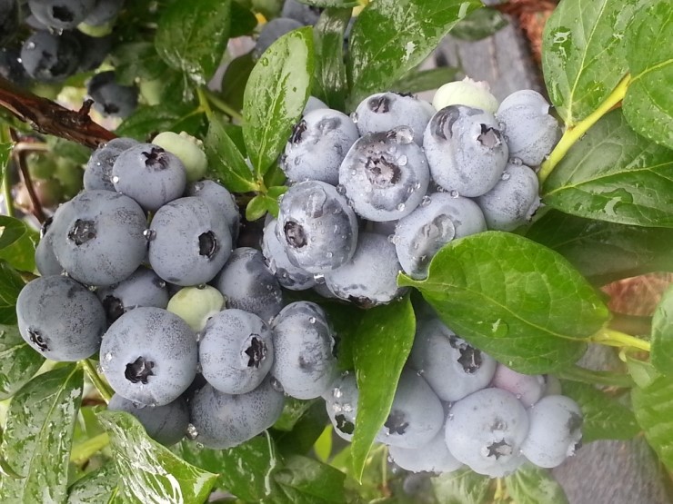 사천농원 이미지
