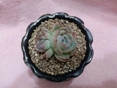수연다육 이미지