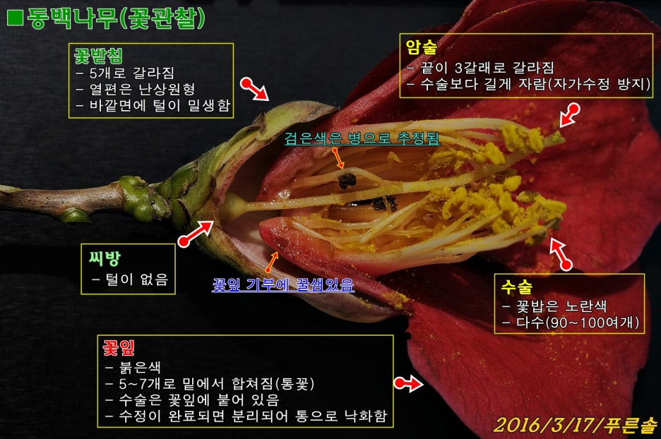 동백나무 이미지