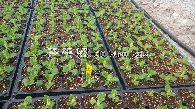 초석농장 이미지