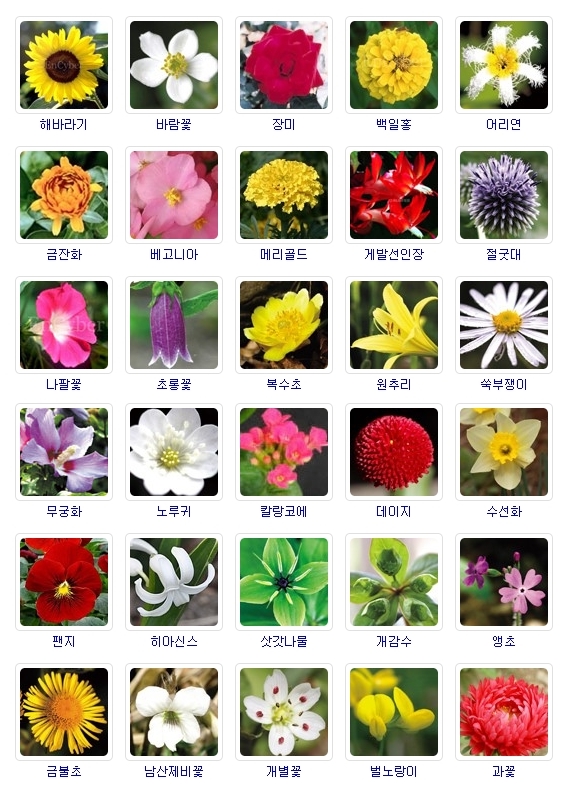 봄 여름 가을 겨울 꽃 이름과 야생화 허브 알아보기 : 네이버 블로그