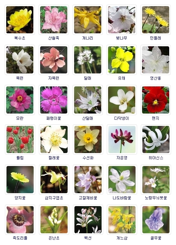봄 여름 가을 겨울 꽃 이름과 야생화 허브 알아보기 : 네이버 블로그