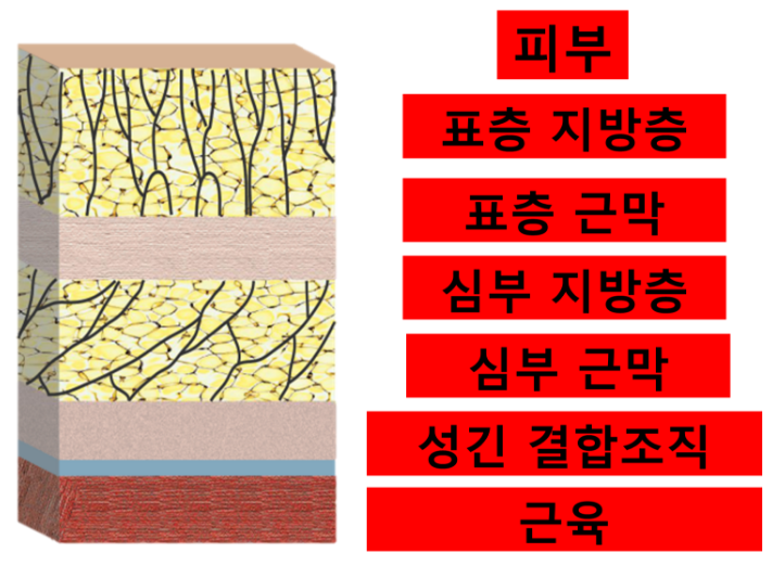 근막이란 근막이완 이란 : 네이버 블로그